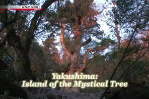 NHK world 纪实72小时 屋久岛 在巨大树木下汇集的人们 [英语英字]