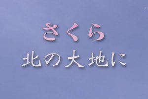 盛开在北方大地的樱花 [日语日字]