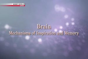 NHK World 人体(6) 大脑 灵感与记忆的机制 [英语无字]