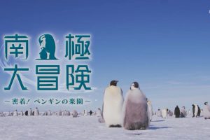 南极大冒险 密接 企鹅的乐园 [日语无字]