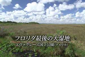 世界遗产 大沼泽地国家公园[日语中日双字]