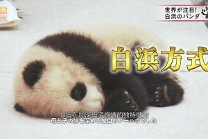 熊猫育幼百天记 “主角是母子”的白浜模式[日语中日双字]