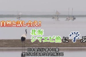 日本美食纪行 (12) 野付湾北海条纹虾[日语中字]