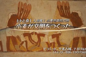 世界遗产 人与食Ⅰ 小麦创造文明[日语中日双字]