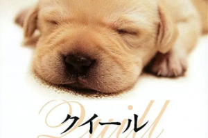 2004年日本经典剧情《导盲犬小Q》BD日语中字