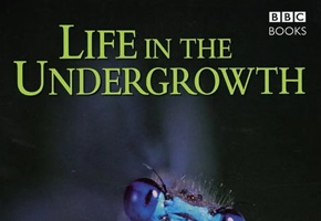 2005年 灌丛下的生命 Life in the Undergrowth (全5集)