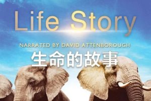 2014年 BBC 生命故事 Life Story [全6集][普通话][1080超清]