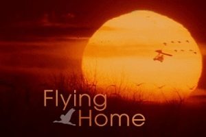 2003年 BBC纪录片 自然世界 驭风而归 Natural World Flying Home [全1集]