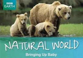 2009年 BBC 自然世界 动物母性 Natural World Bringing Up Baby [全1集]