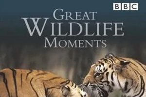 2003年 BBC纪录片 野生动物奇观 Great Wildlife Moments [全2集]