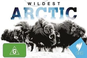 2012年 BBC纪录片 野性北极 Wildest Arctic [全4集]