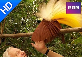 2010年 BBC纪录片 自然世界 天堂之鸟 Natural World: Birds of Paradise [全1集]