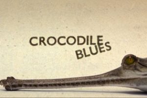 2008年 纪录片 自然世界 鳄鱼谣 Natural World Crocodile Blues[全1集]