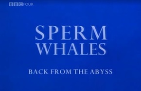 1996年 BBC纪录片 自然世界 抹香鲸 深渊归来 Sperm Whales:Back from the Abyss [全1集]