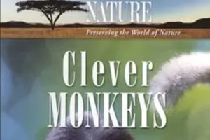 2008年 BBC纪录片 自然 聪明的猴子 Nature: Clever Monkeys [全1集]