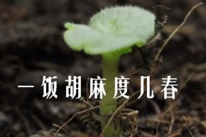 一饭胡麻度几春[2集][央视纪录片][国语配音中文字幕][720P]